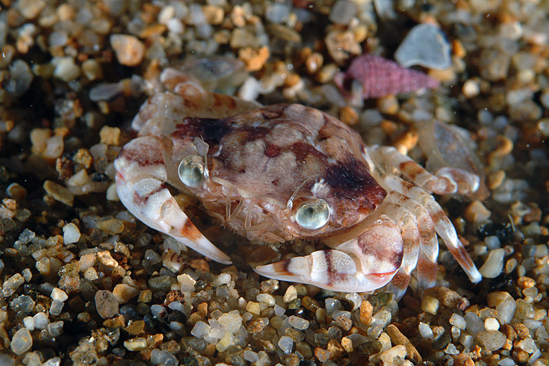 Liocarcinus zariquieyi con Ebalia sp.